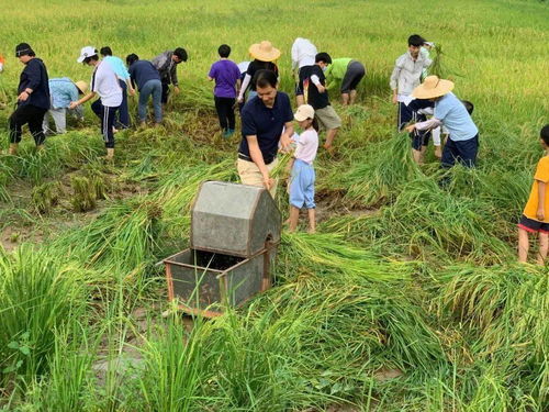 校園農耕新風尚 割水稻、打谷子、種作物、養鴨子，師生共筑勞動實踐樂園