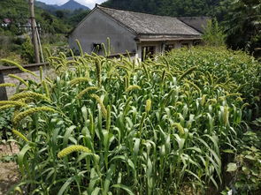 餐桌外的情感紐帶 有一種記憶叫農村的大春天，時代變遷但溫暖如山