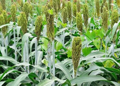古人餐桌上的主角 揭秘“稷”的農(nóng)作物身份與千年種植文化
